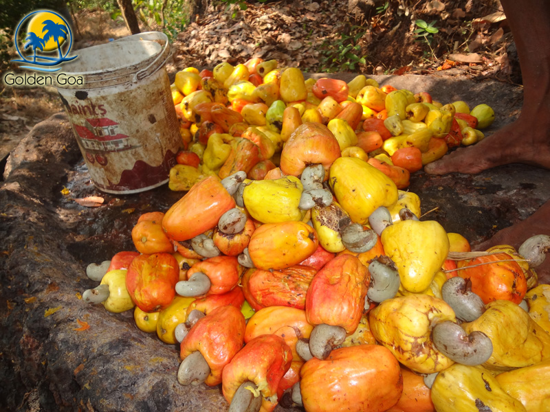 cashew nuts niro seperated