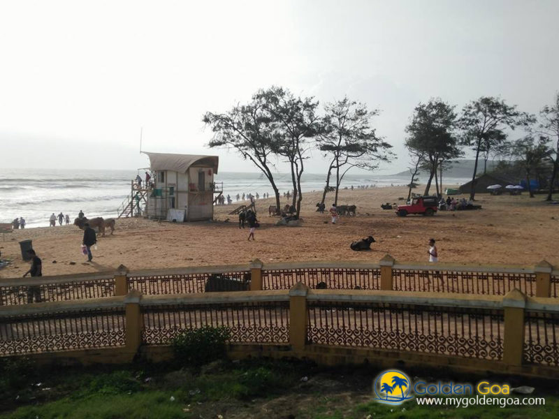 calangute-beach-11